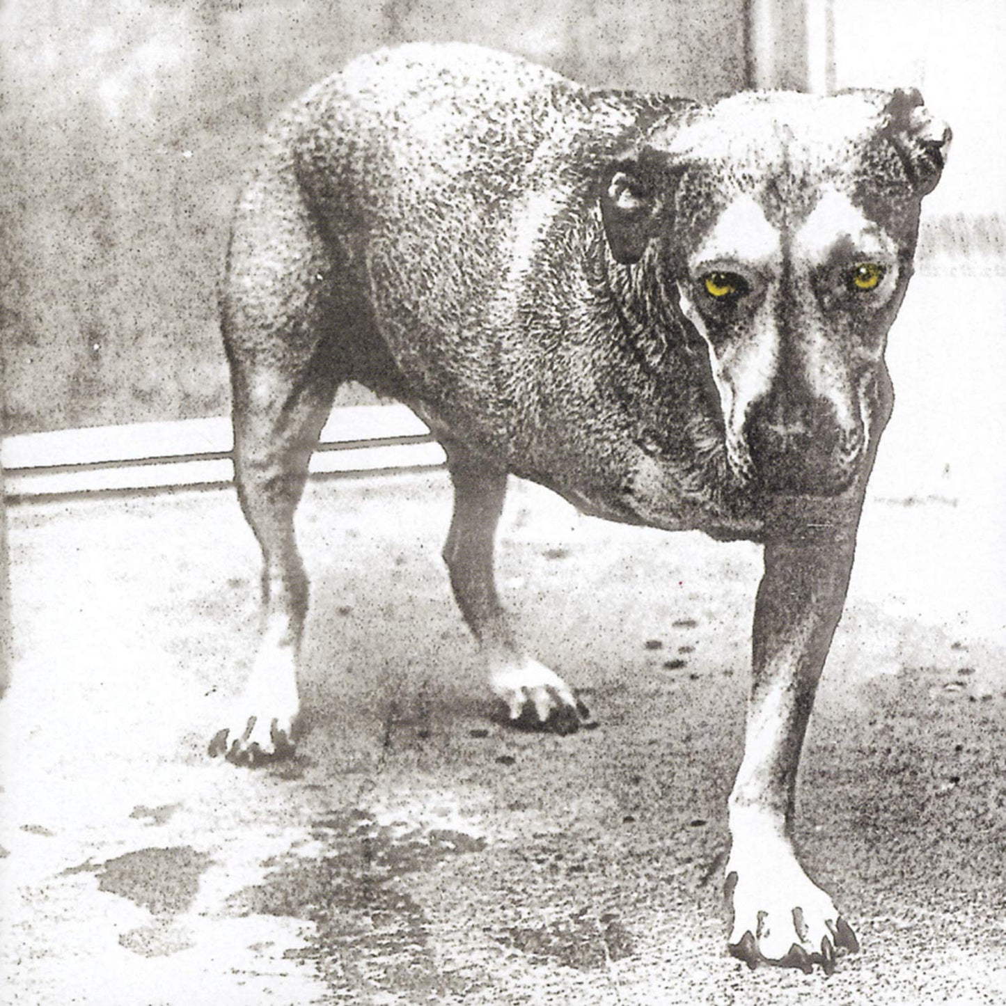 ALICE IN CHAINS – S/T 2xLP (color vinyl)