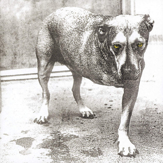 ALICE IN CHAINS – S/T 2xLP (color vinyl)