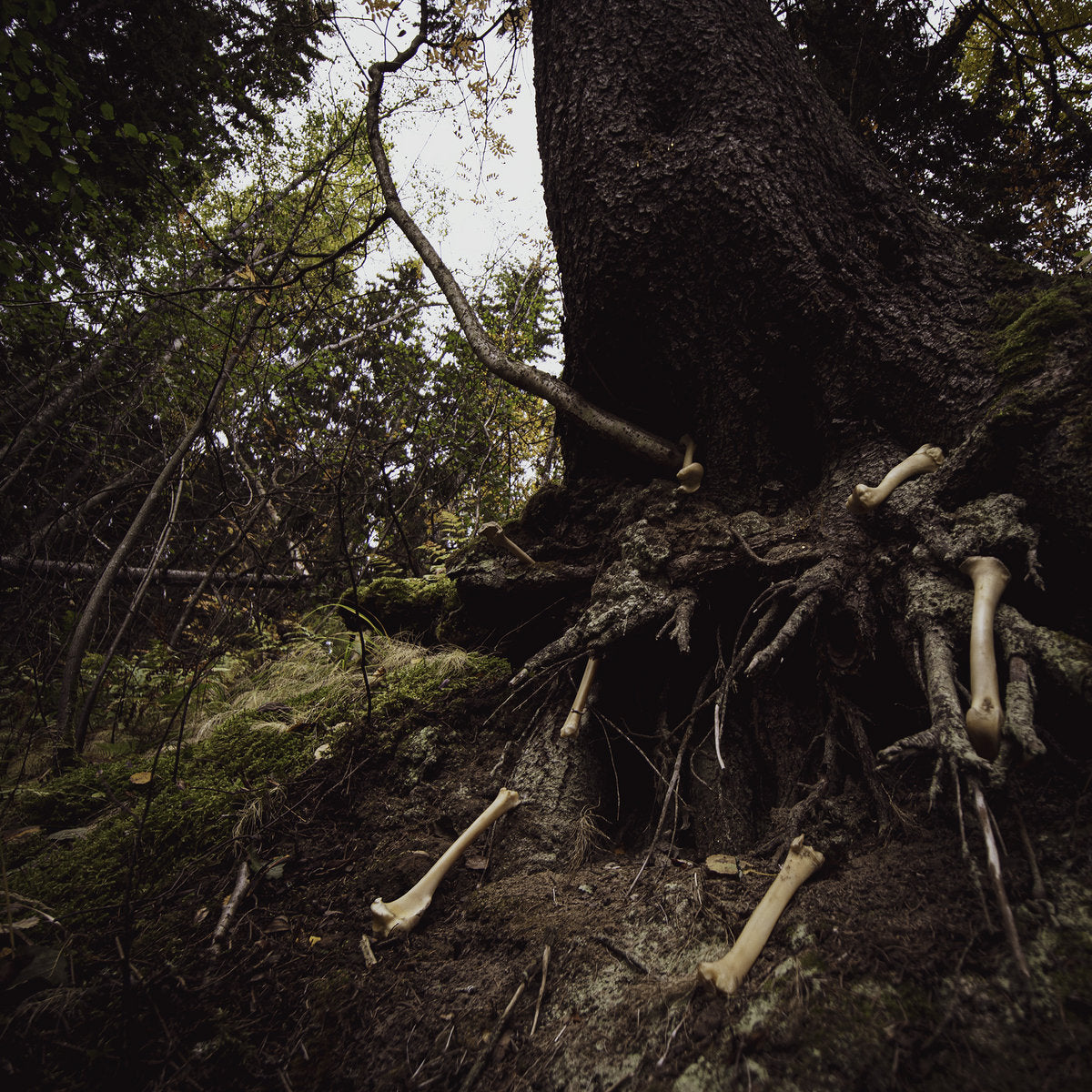 MISANTROPICAL PAINFOREST / W.A.I.L. – Dare To Venture Down To Earth, Father! Perish Into Nothingness LP