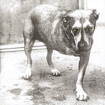 ALICE IN CHAINS – S/T 2xLP (color vinyl)